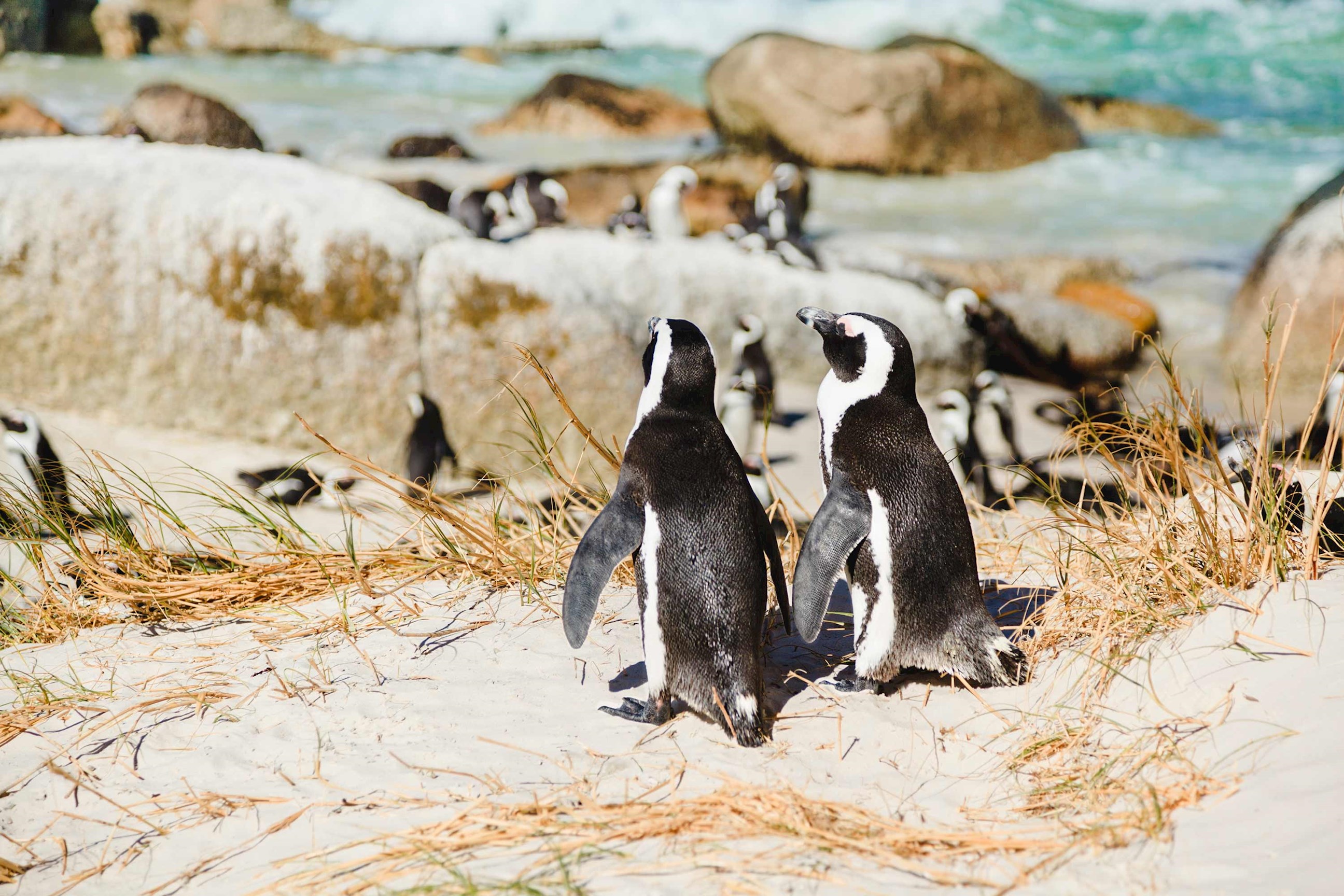 penguins-boulder-beach-cape-town-south-africa.jpg