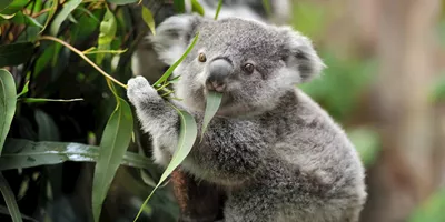 Highlights of Australia and New Zealand Guided Tour