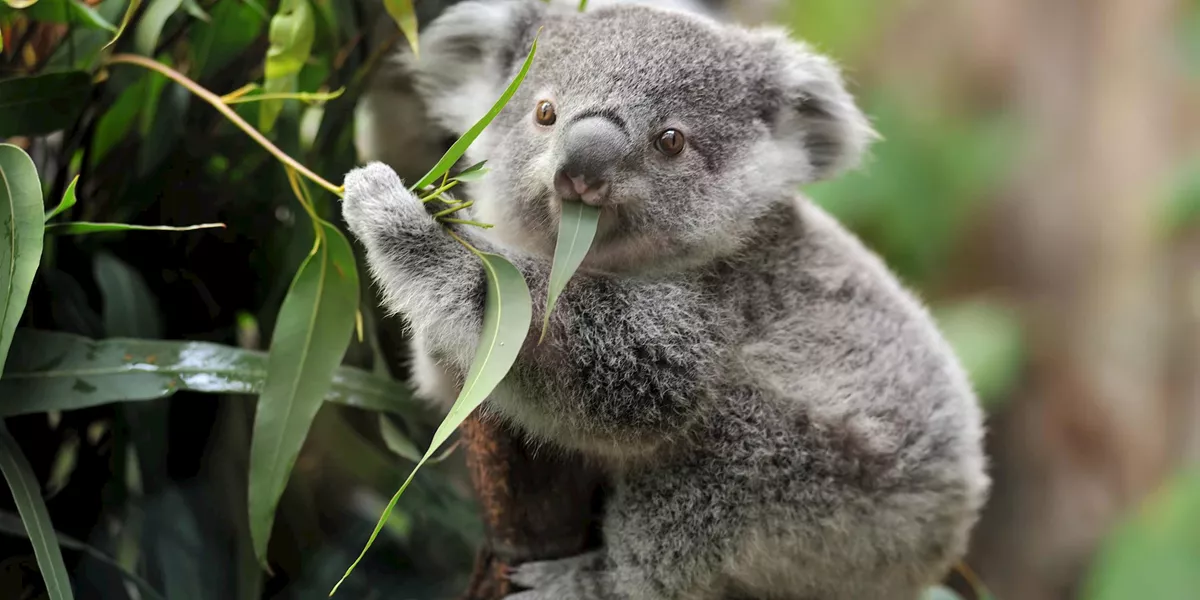 Highlights of Australia and New Zealand Guided Tour