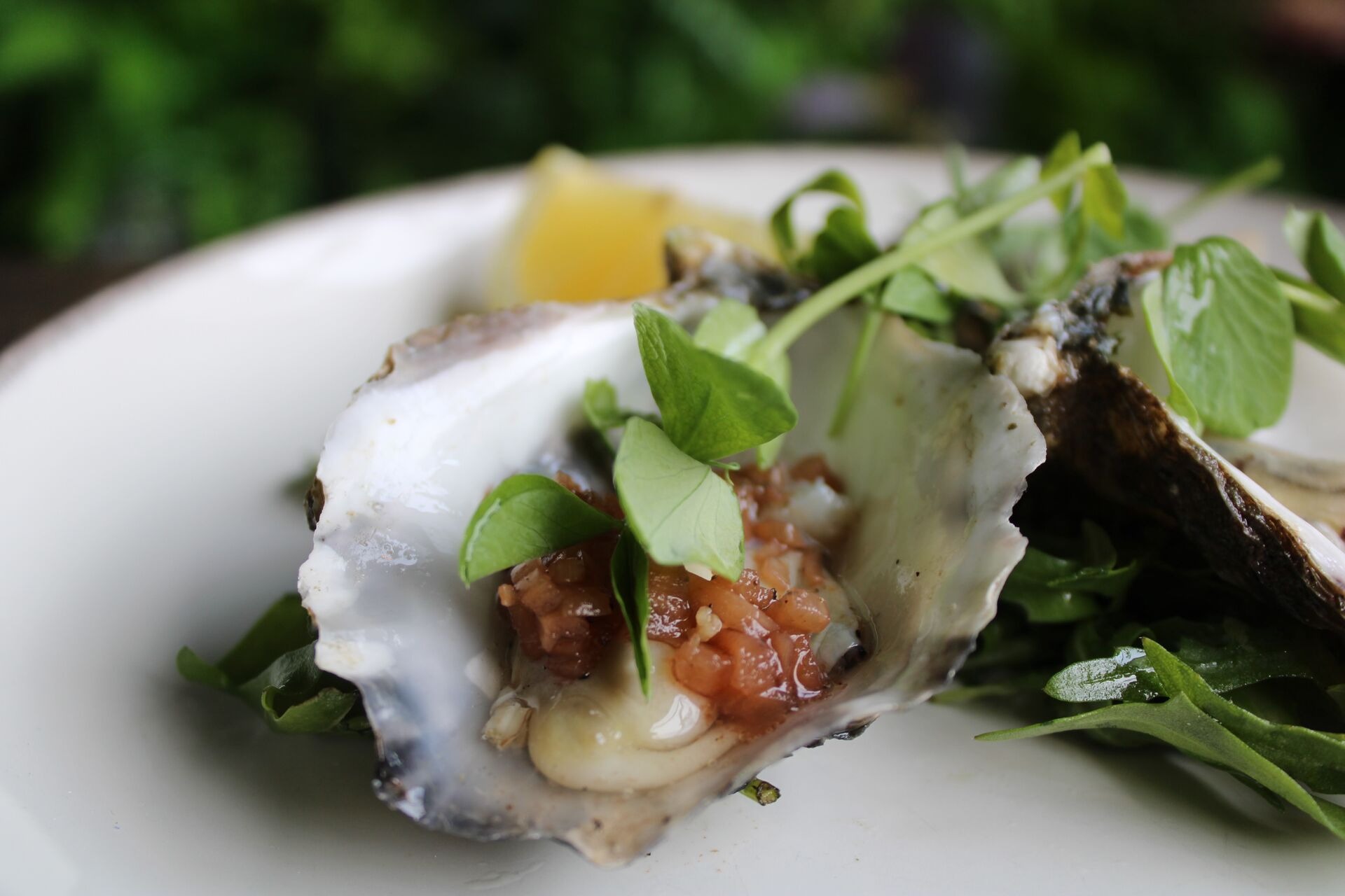 Oysters In Tathra Australia