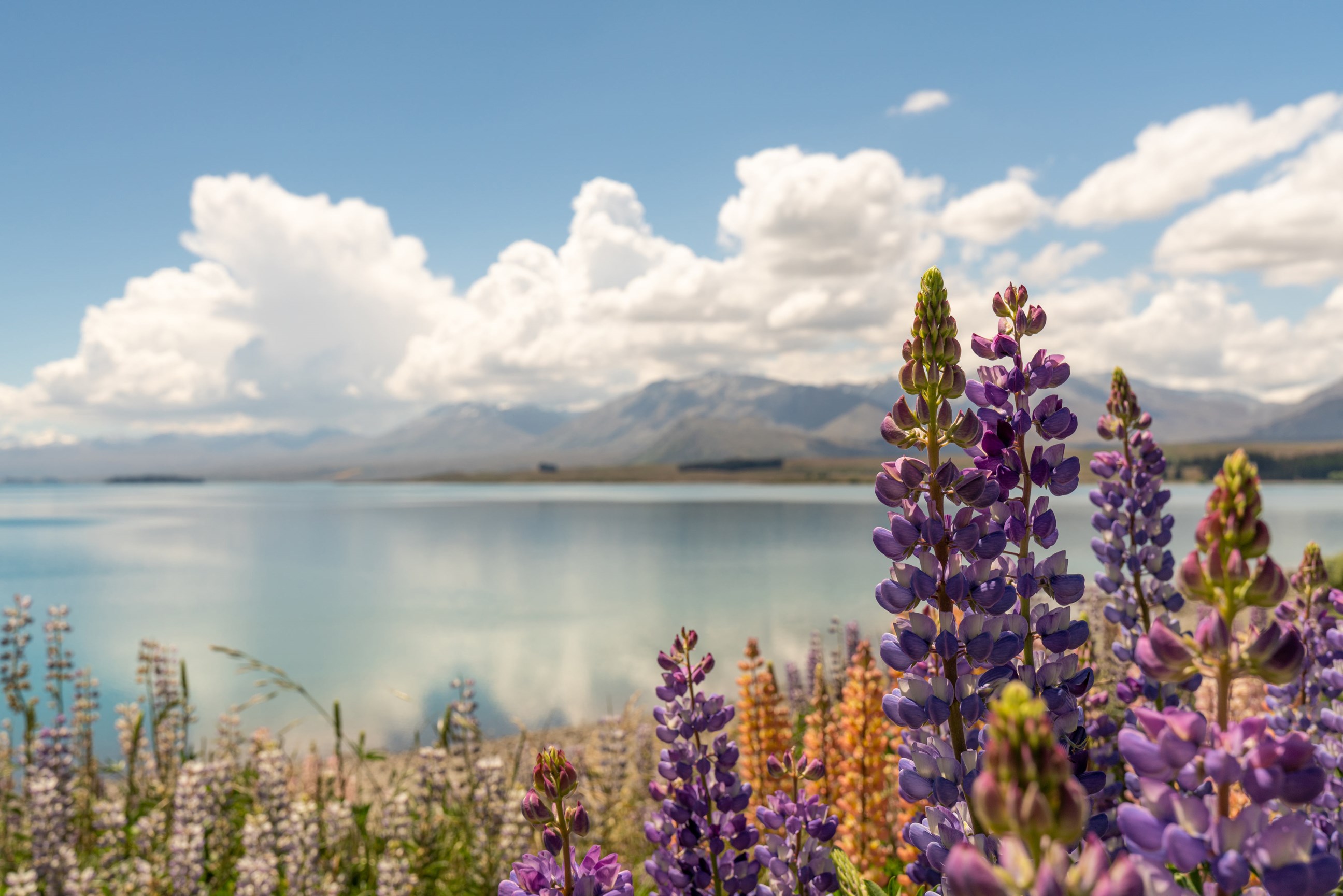 visit-lake-tekapo-new-zealand.jpg