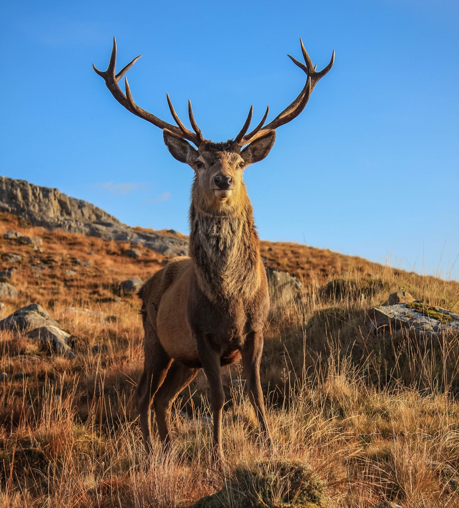 A Highland Stag in the Scottish Highlands