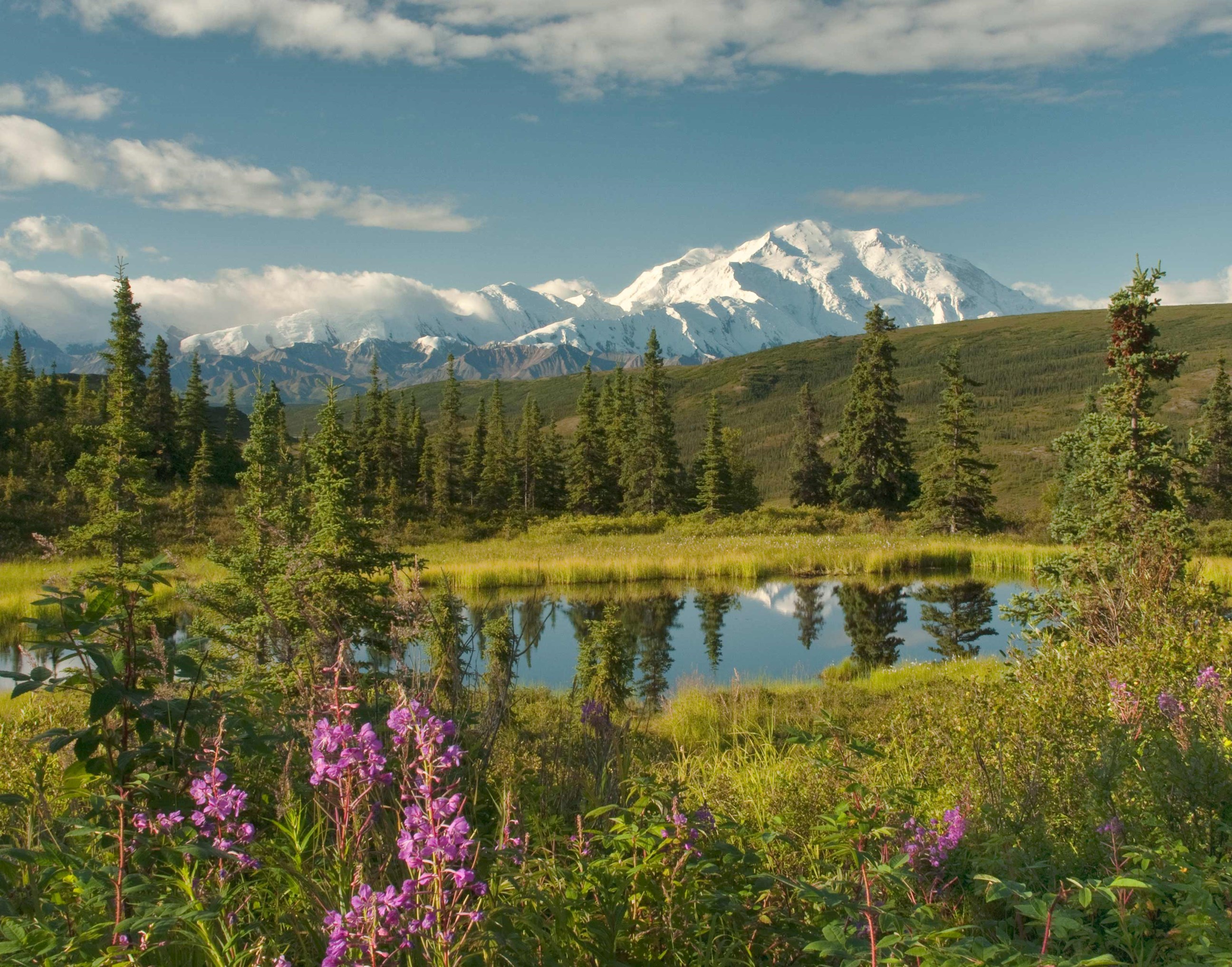 take-guided-denali-natural-history-tour-in-alaska-usa.jpg