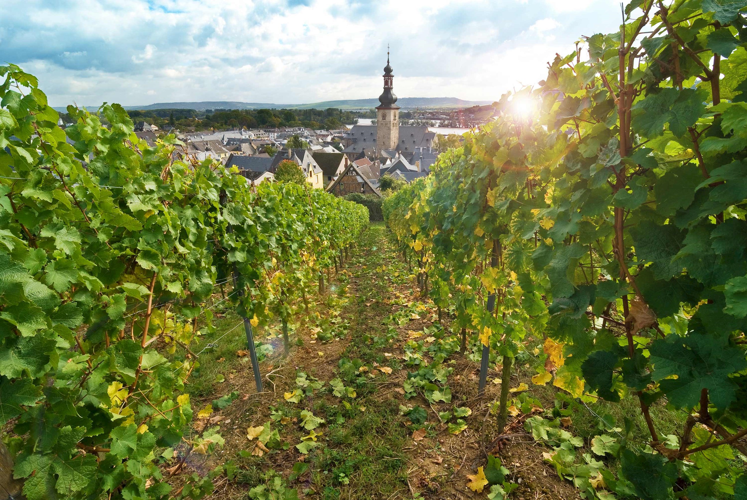vineyard-rhine-valley-germany.jpg