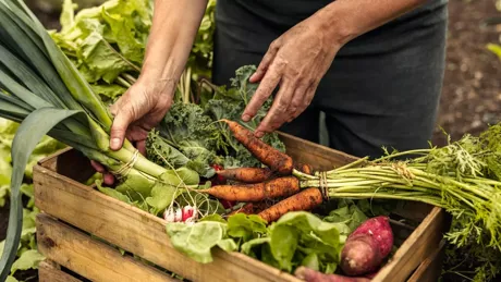 Close-up of a variety of organic vegetables
