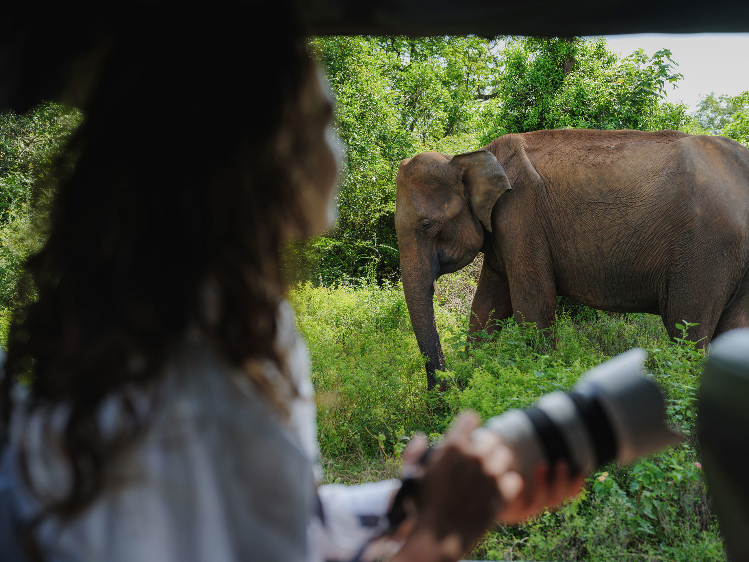 Person photographing elephant up close on safari, Yala National Park, Yala, Sri Lanka