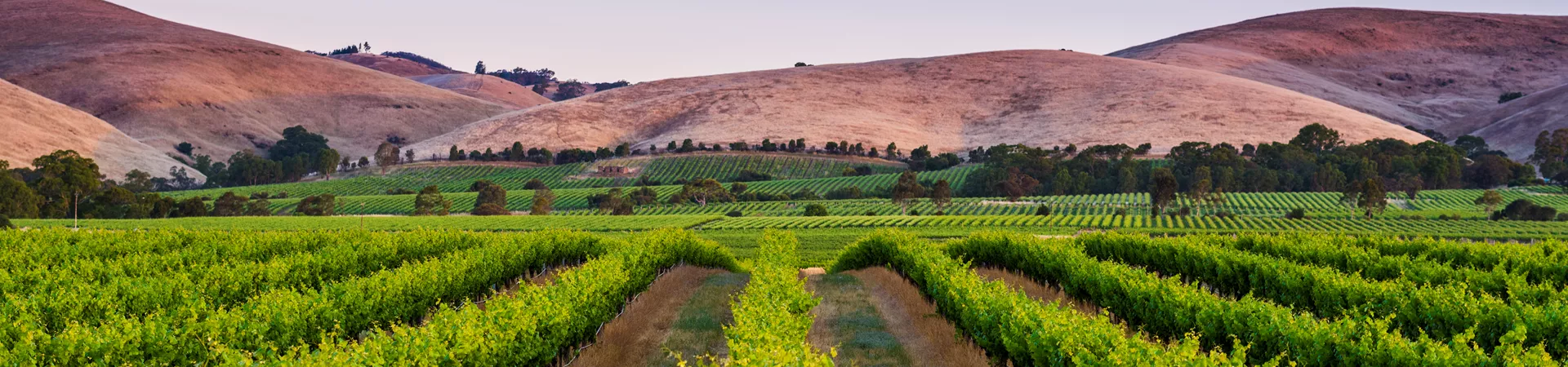 Hills surrounding Glenrowan Vinery fields in Australia