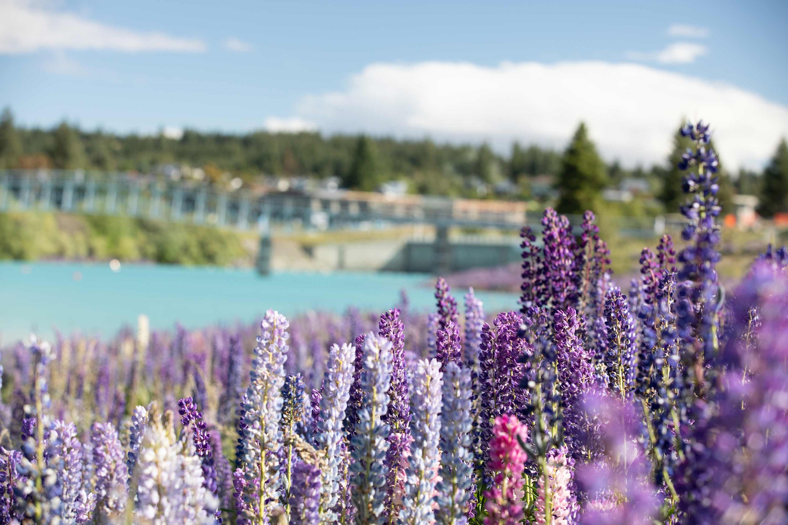 lupin-field-lake-tekapo-new-zealand.jpg