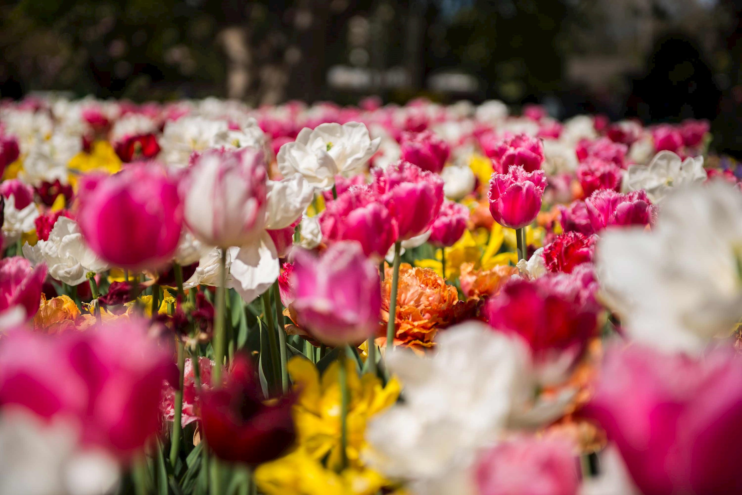 tulips-floriade-netherlands.jpg