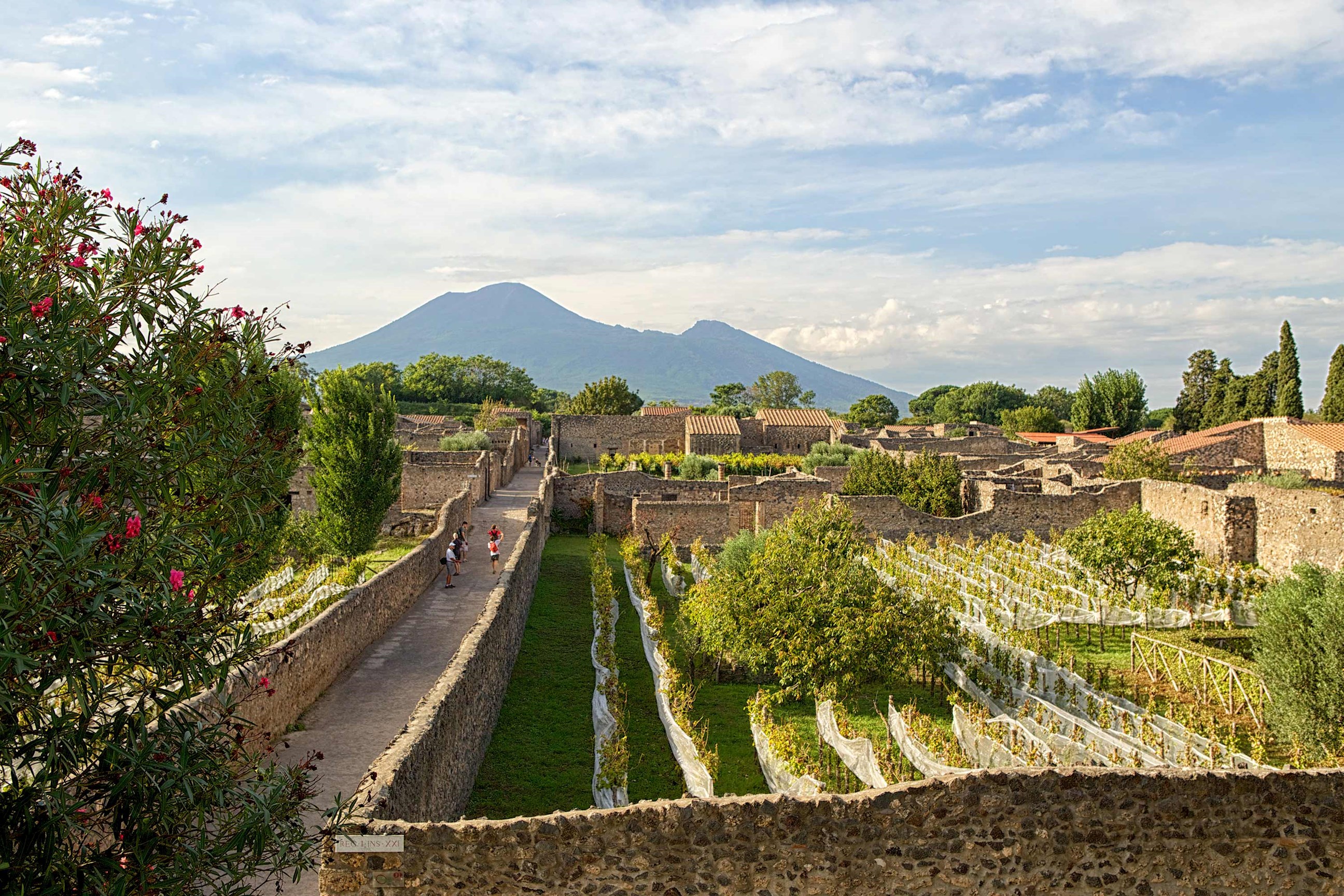 vineyard-pompeii-italy.jpg