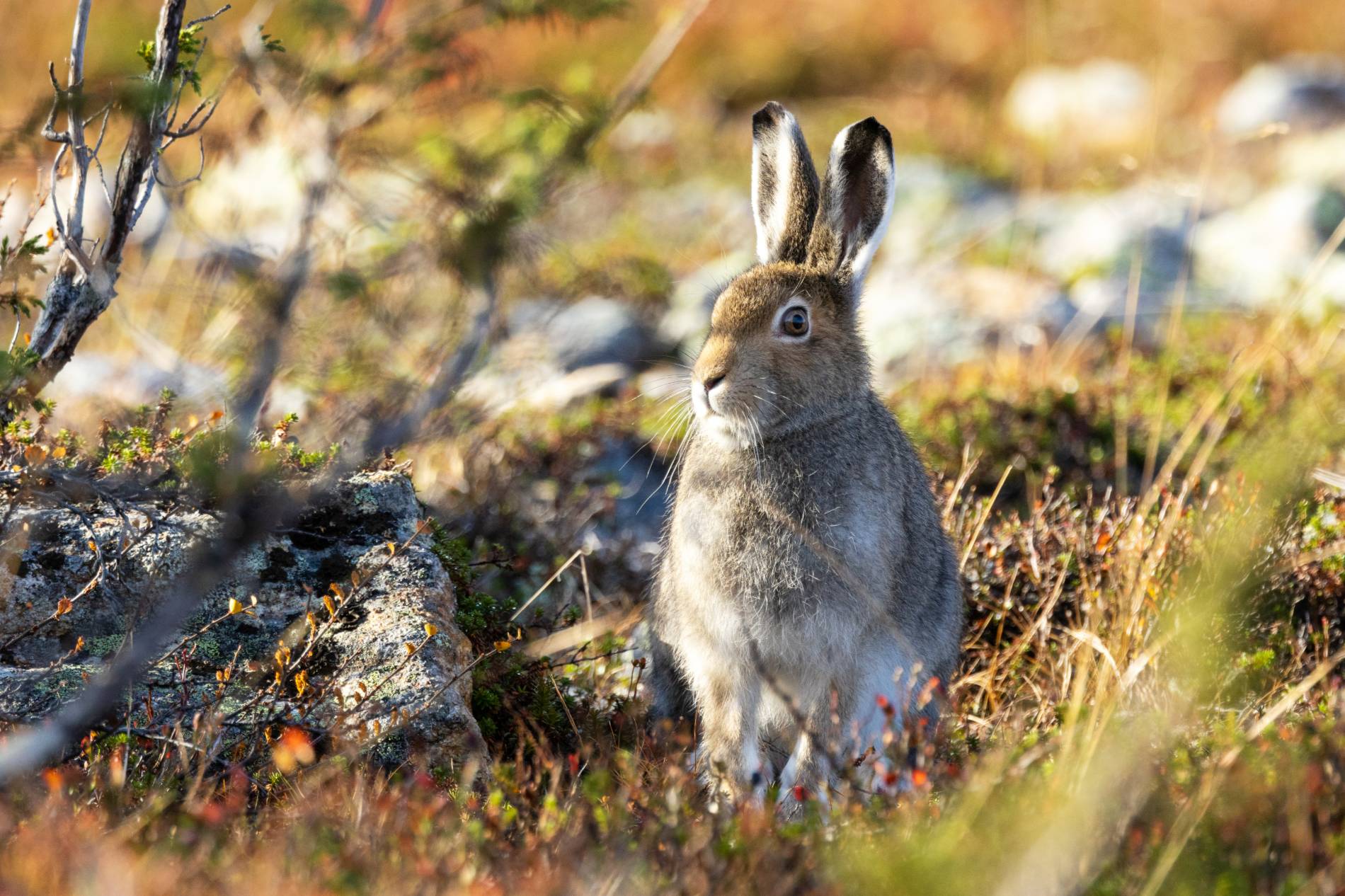 Mountain Hare Standing Still On Autumnal Hillside In Urho Kekkonen National Park, Finland