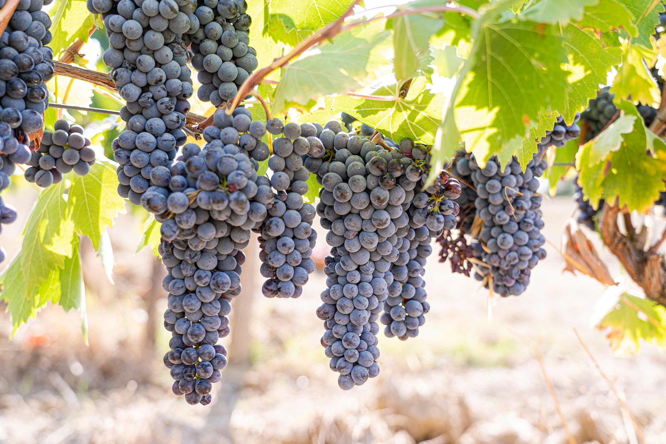 grapes-vineyard-burgundy-france.jpg
