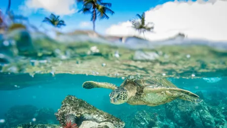 Green Sea Turtle underwater in the ocean on sunny day, Hawaii