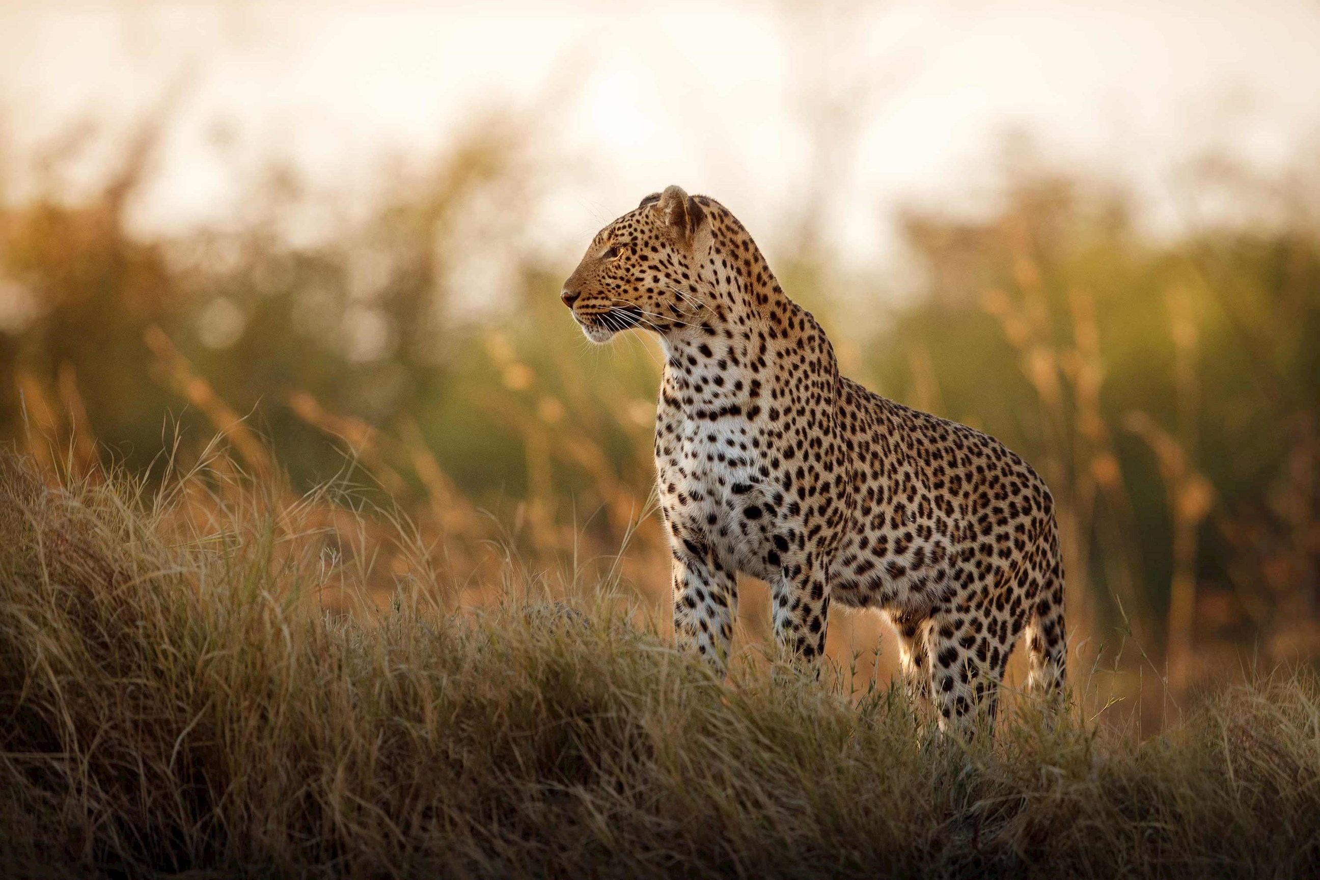 leopard-kruger-national-park-south-africa.jpg