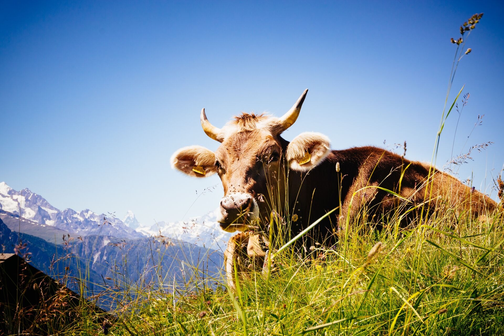 Cows On Field Against Sky