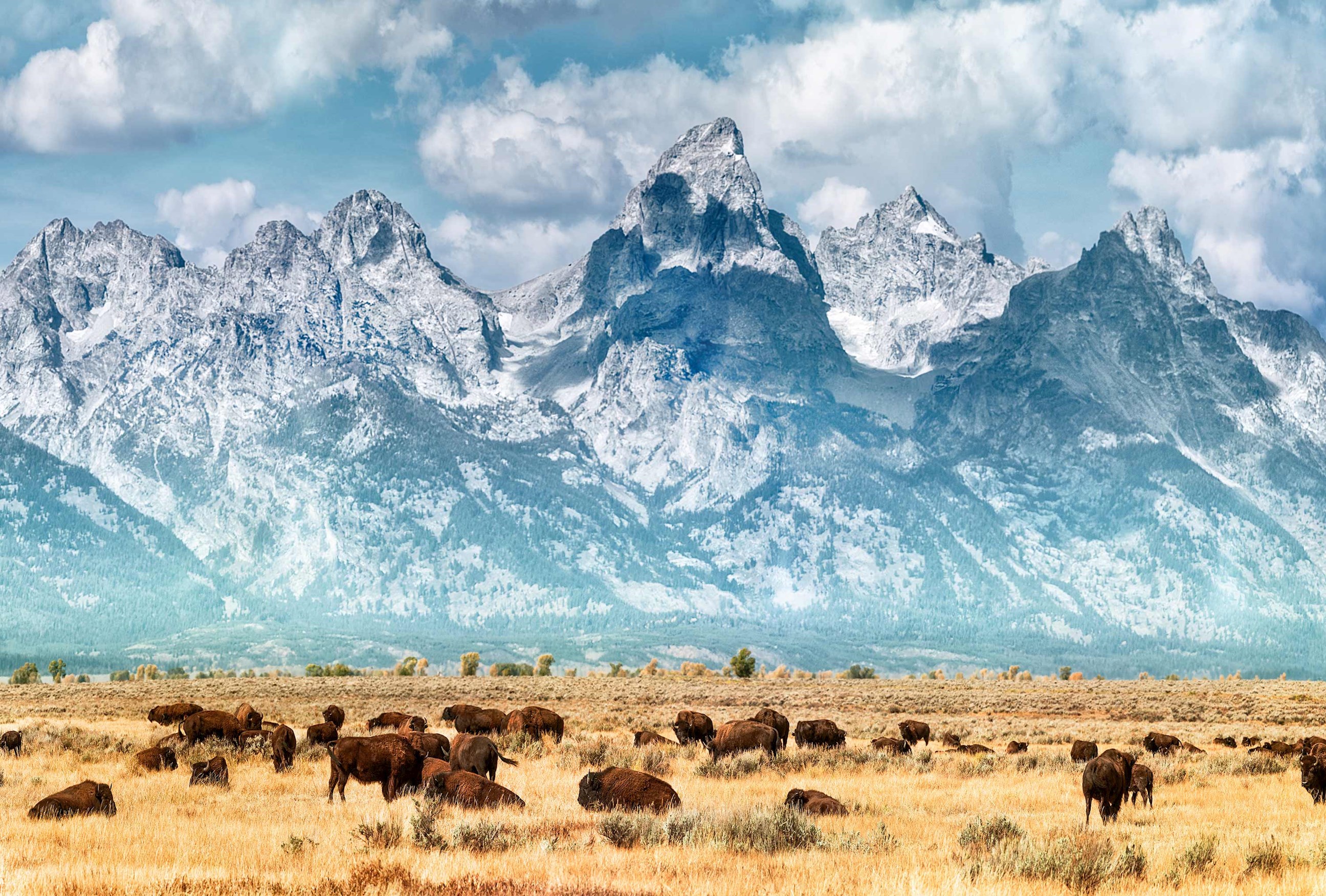 A group of bison grazing a field in Wyoming