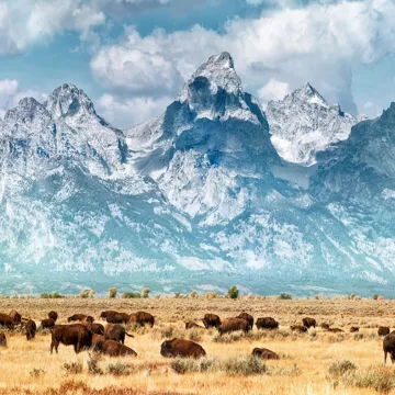 A group of bison grazing a field in Wyoming