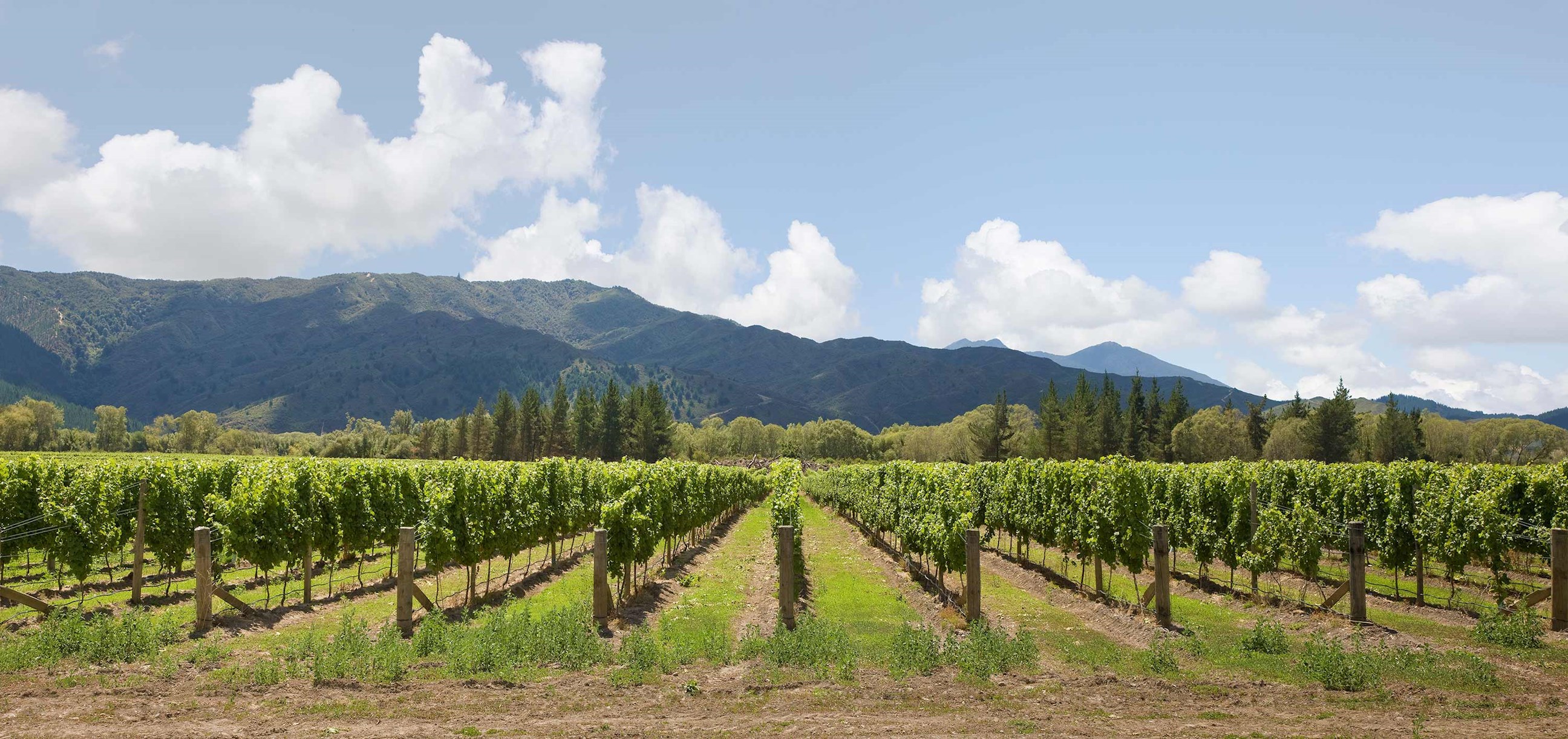 vineyards-blenheim-new-zealand.jpg