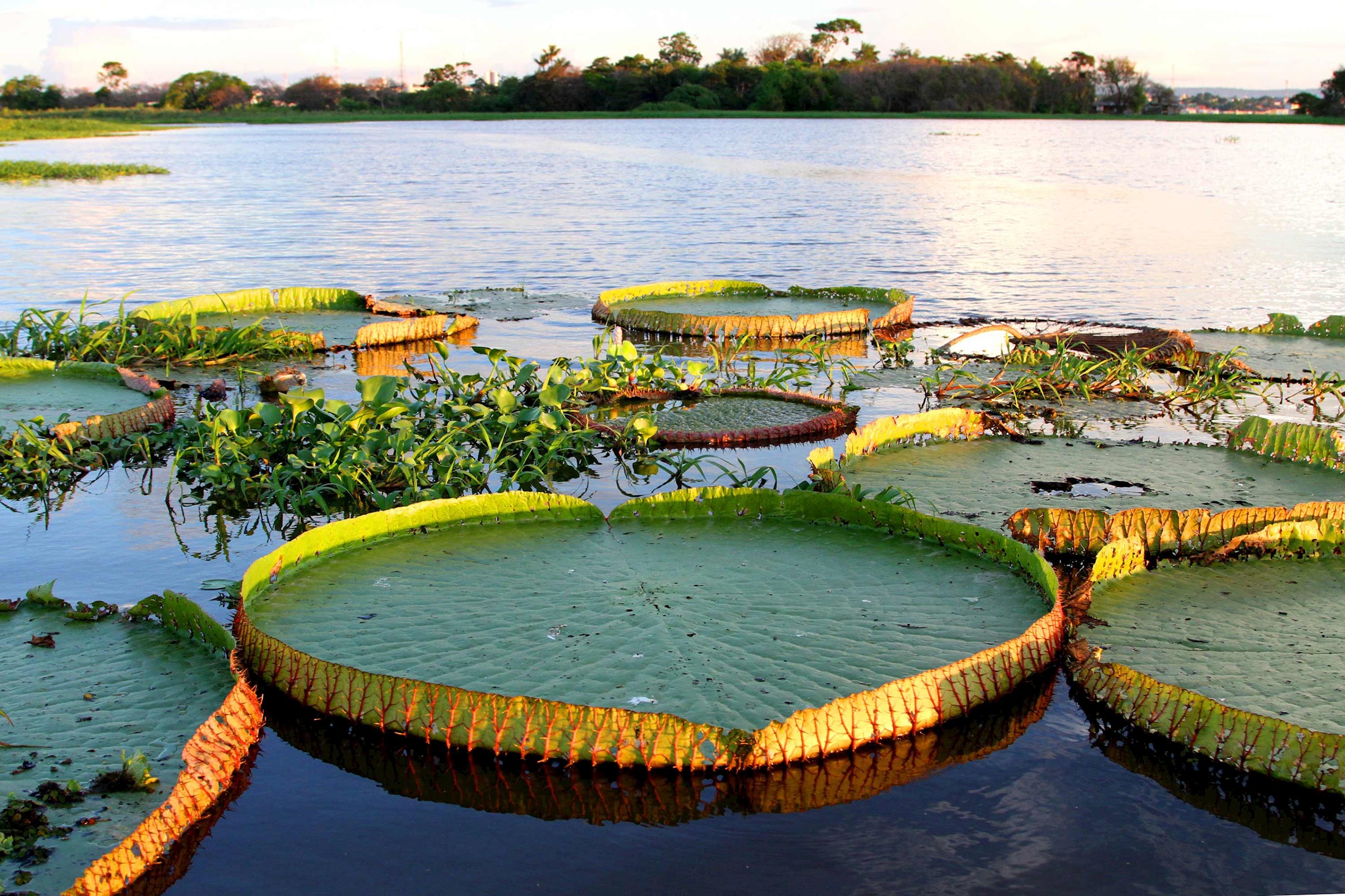 water-lilies-amazon-peru.jpg