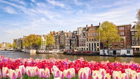 Amsterdam's iconic townhouses with colourful tulips in the foreground