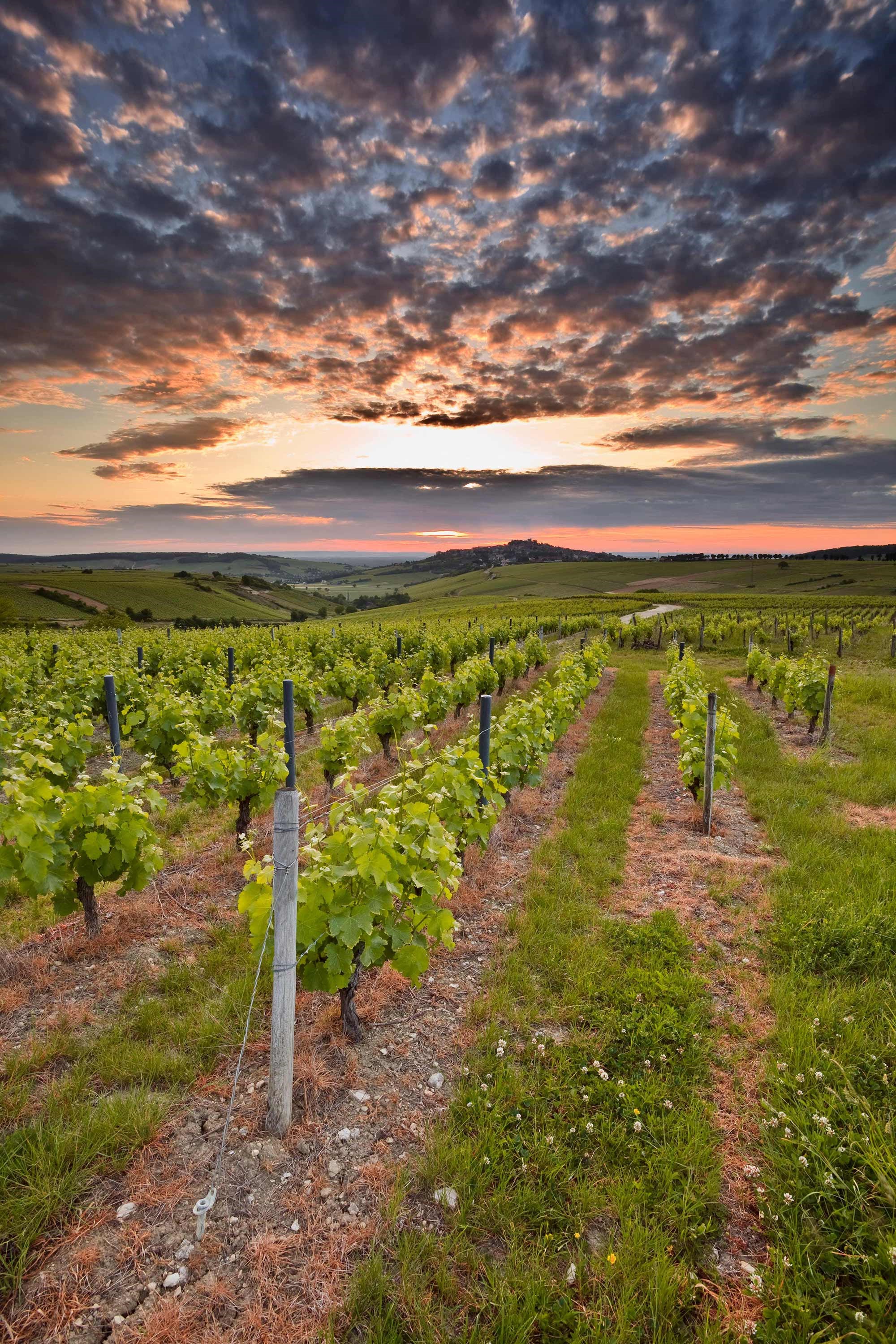 vineyards-loire-valley-france.jpg