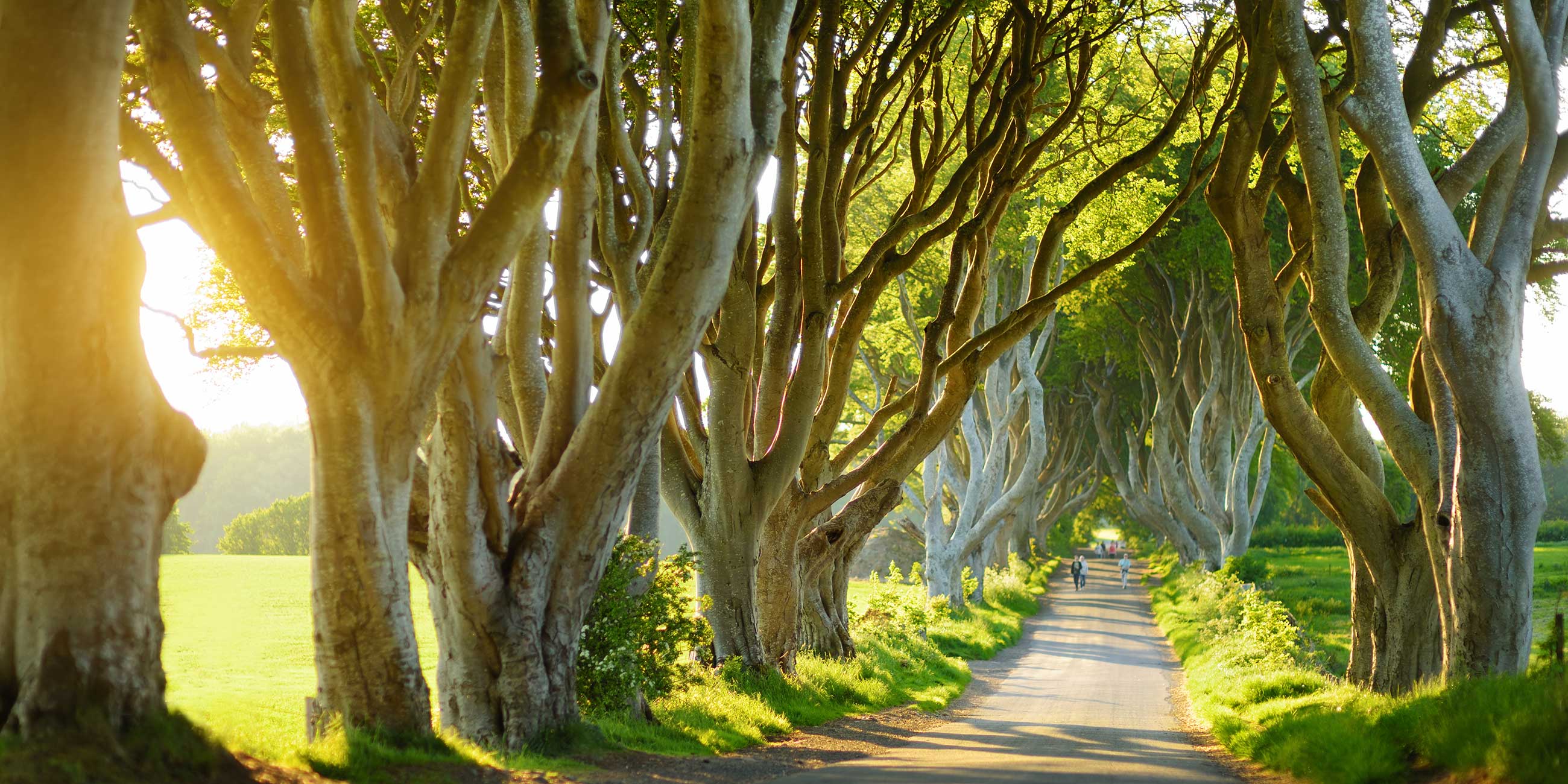 The Dark Hedges trees forming a natural canopy in Ireland