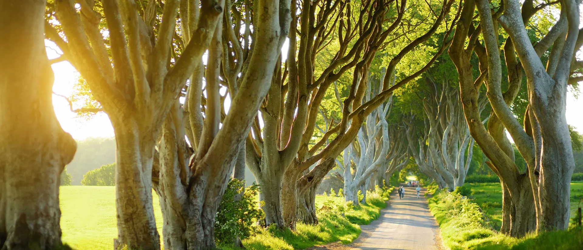The Dark Hedges trees forming a natural canopy in Ireland