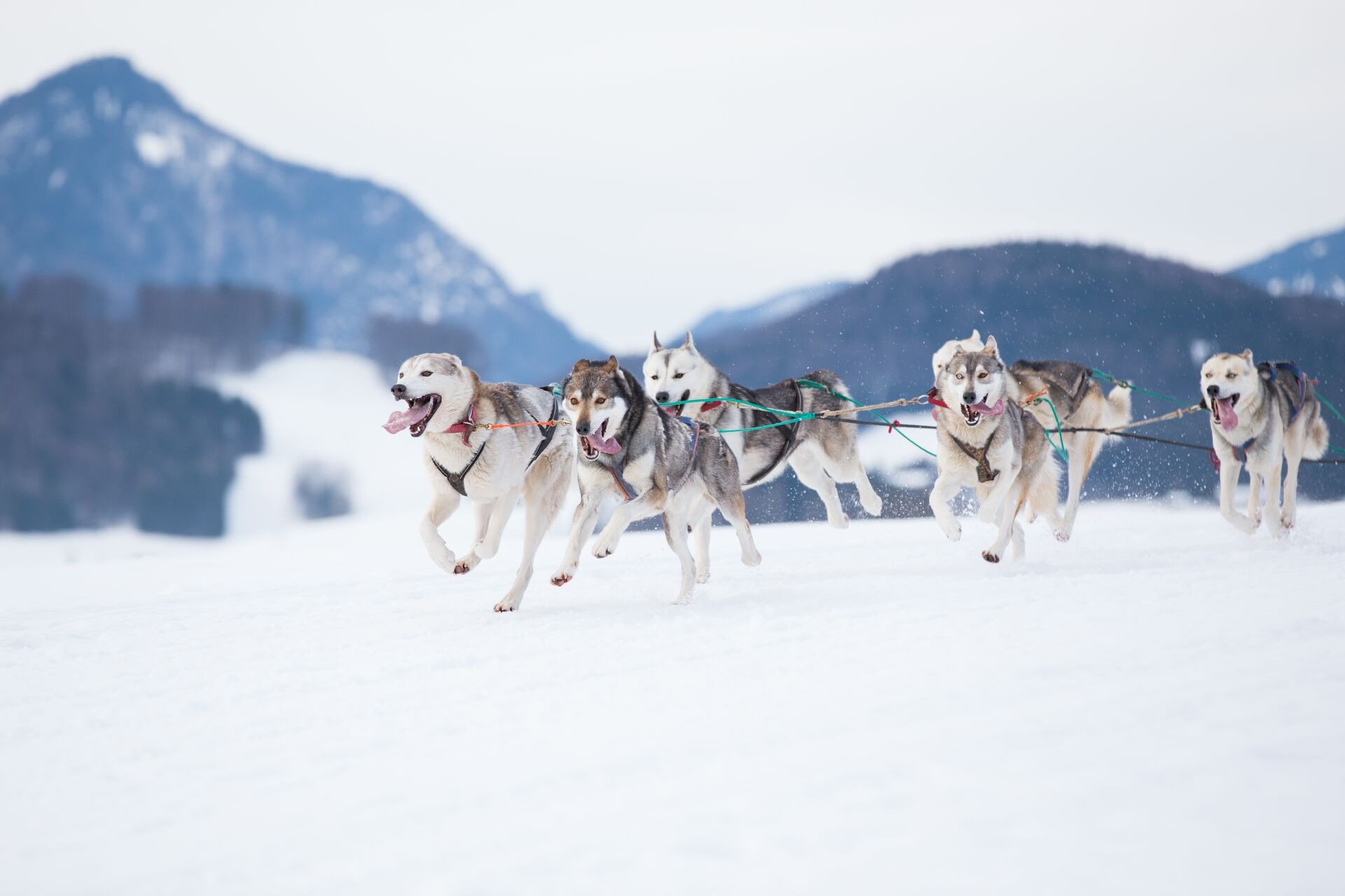 Siberian huskies in a sleddog race 