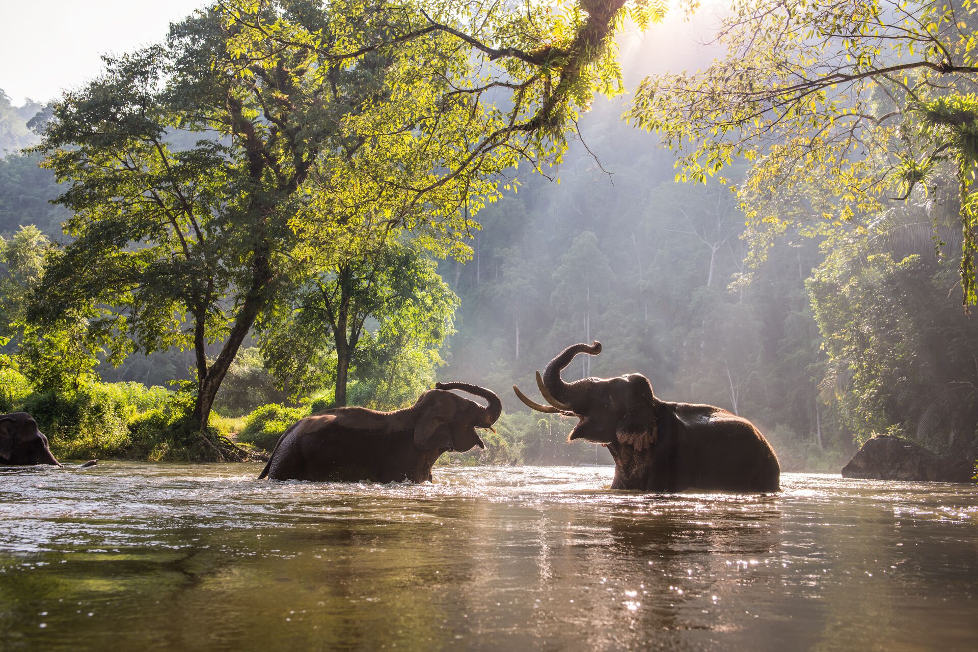 Two elephants playing in the water in Thailand