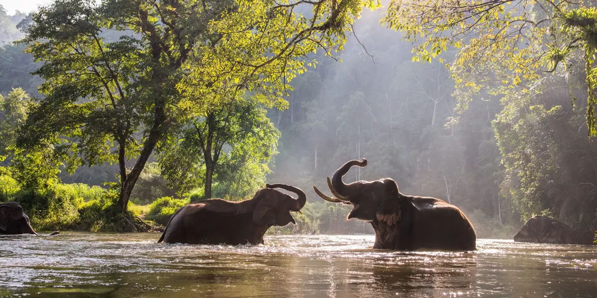 Two elephants playing in the water in Thailand
