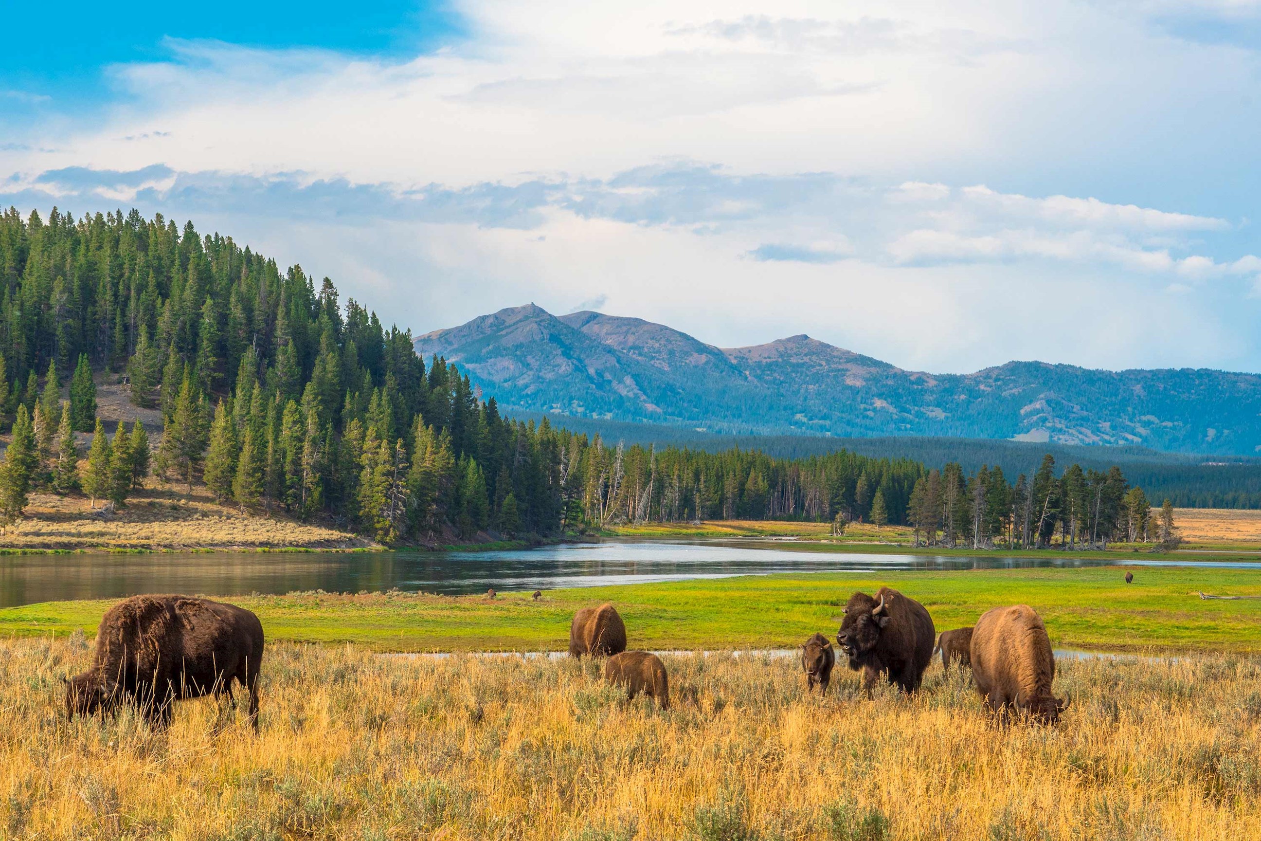 bison-wyoming-usa.jpg