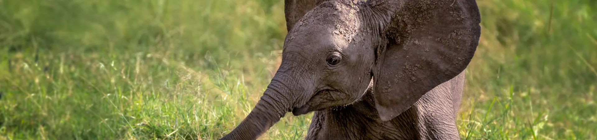 Website Banner Baby Elephant 636941286