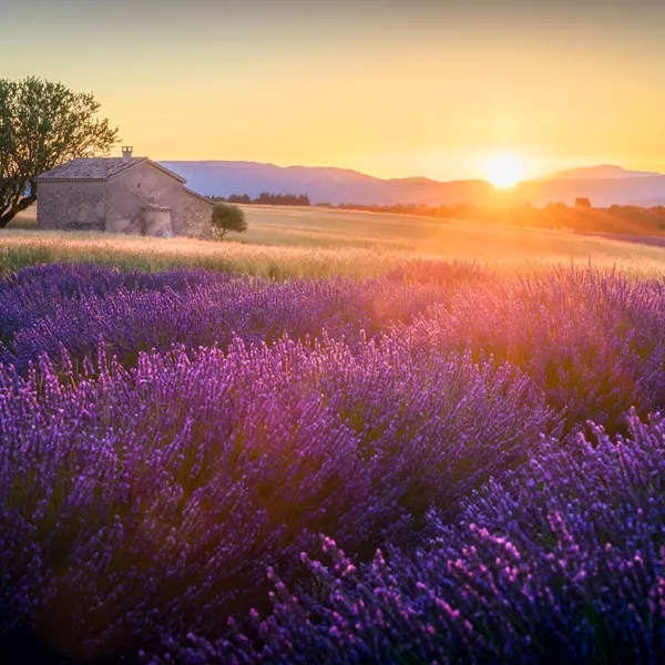 Sun setting over lavender fields in Provence, France