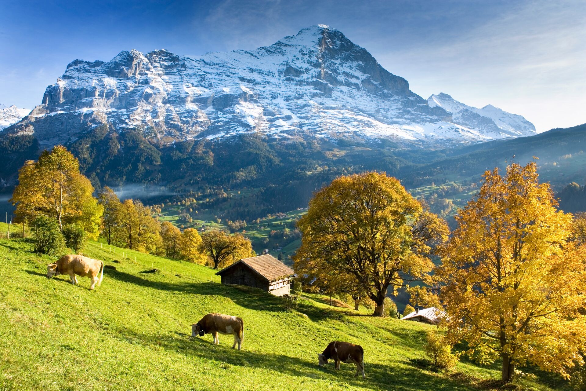 switzerland-bernese-oberland-grindelwald-cows-by-huts.jpeg