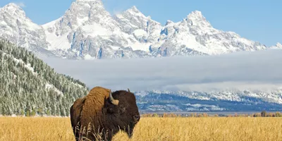 National Parks Wonders Guided Tour