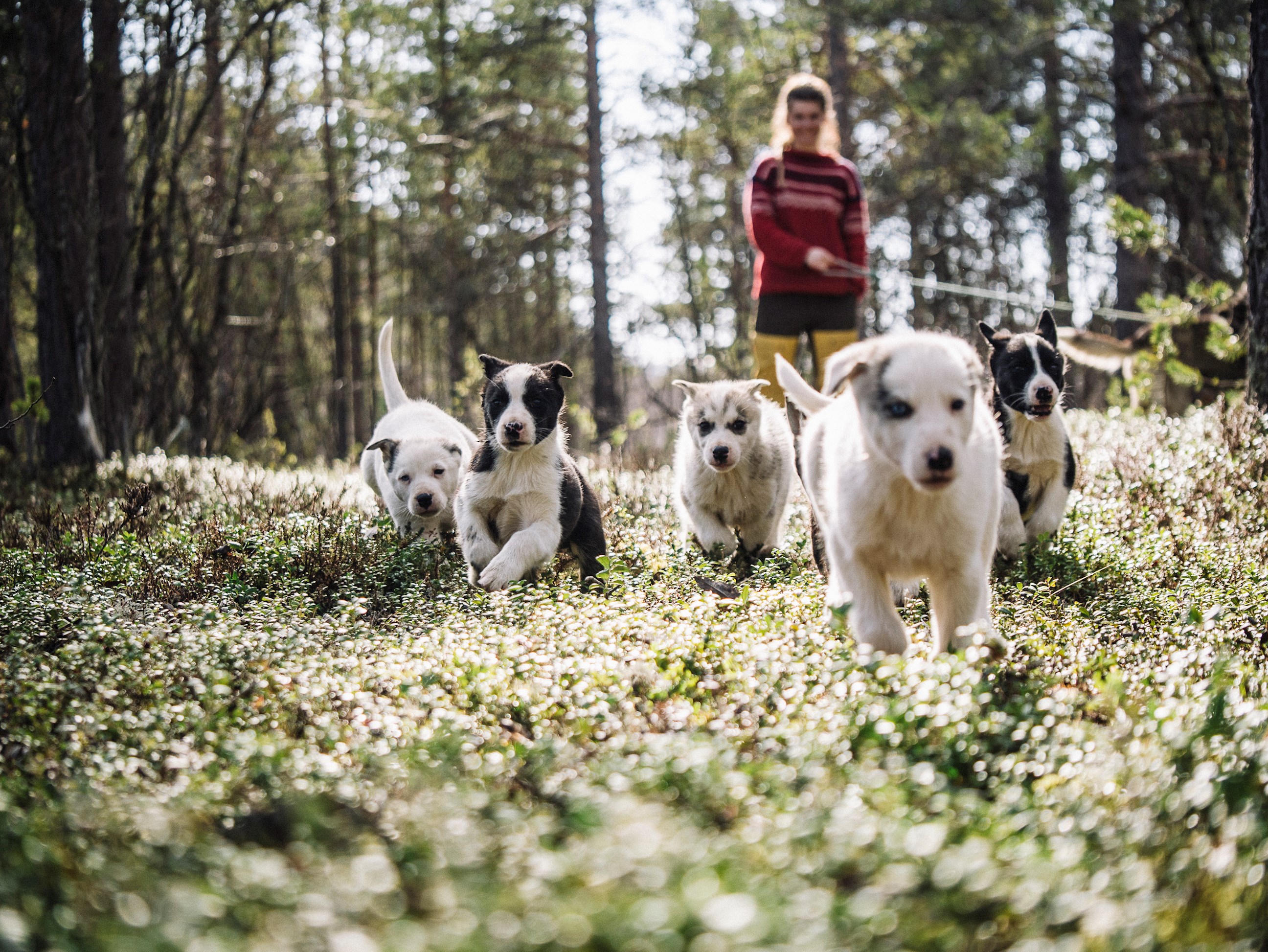 husky-farm-alta-norway-18.jpg