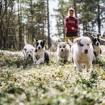 husky-farm-alta-norway-18.jpg