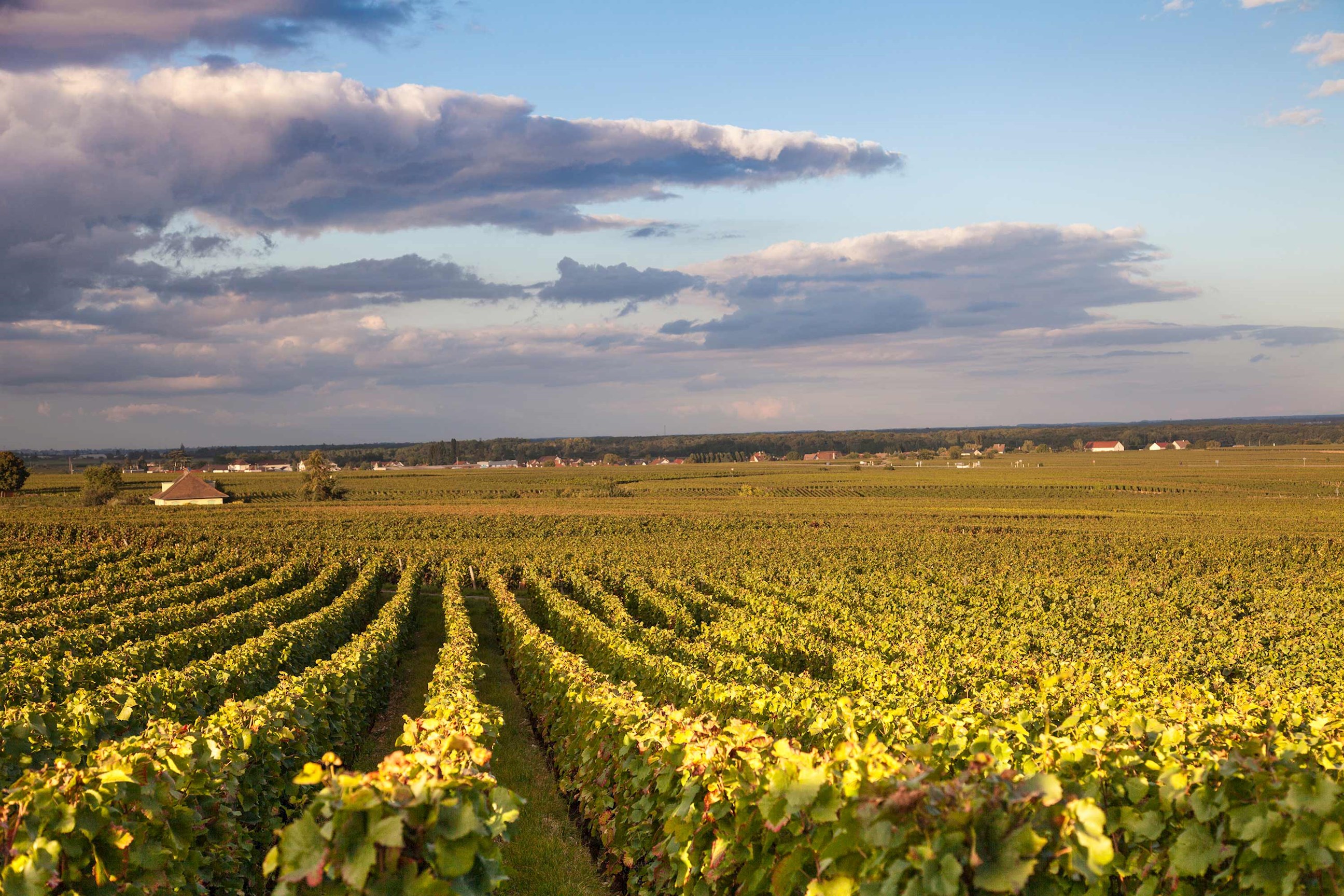 Vineyard in Burgundy, France