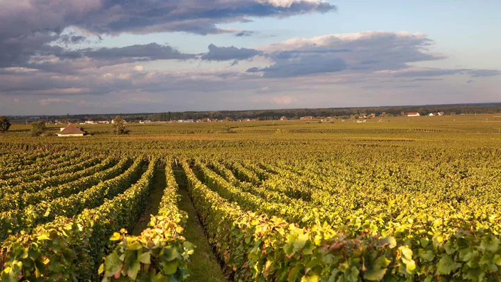 Vineyard in Burgundy, France