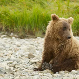 Brown Bear Cub Istock Sarkophoto 1536X1023