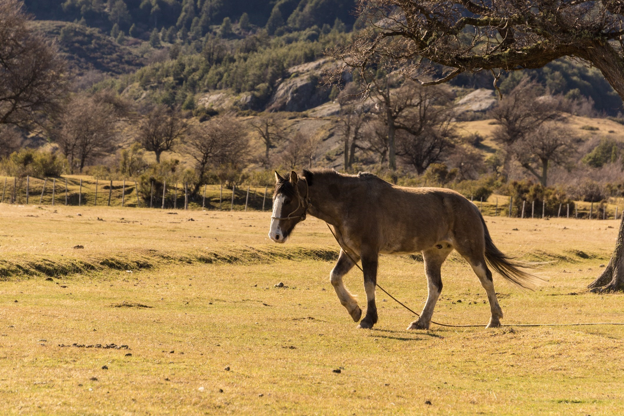 sightseeing-torres-del-paine-chile.jpg