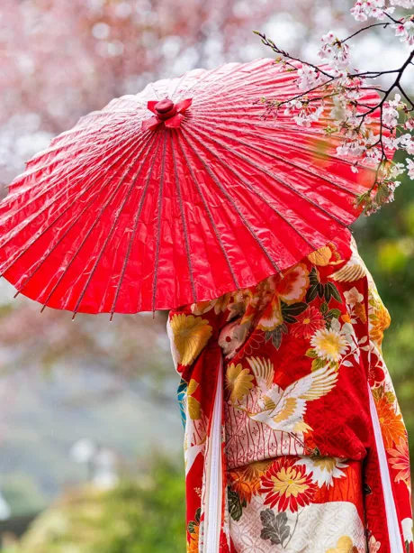 Cherry blossom sakura trees and woman in red kimono holding umbrella in Kyoto, Japan