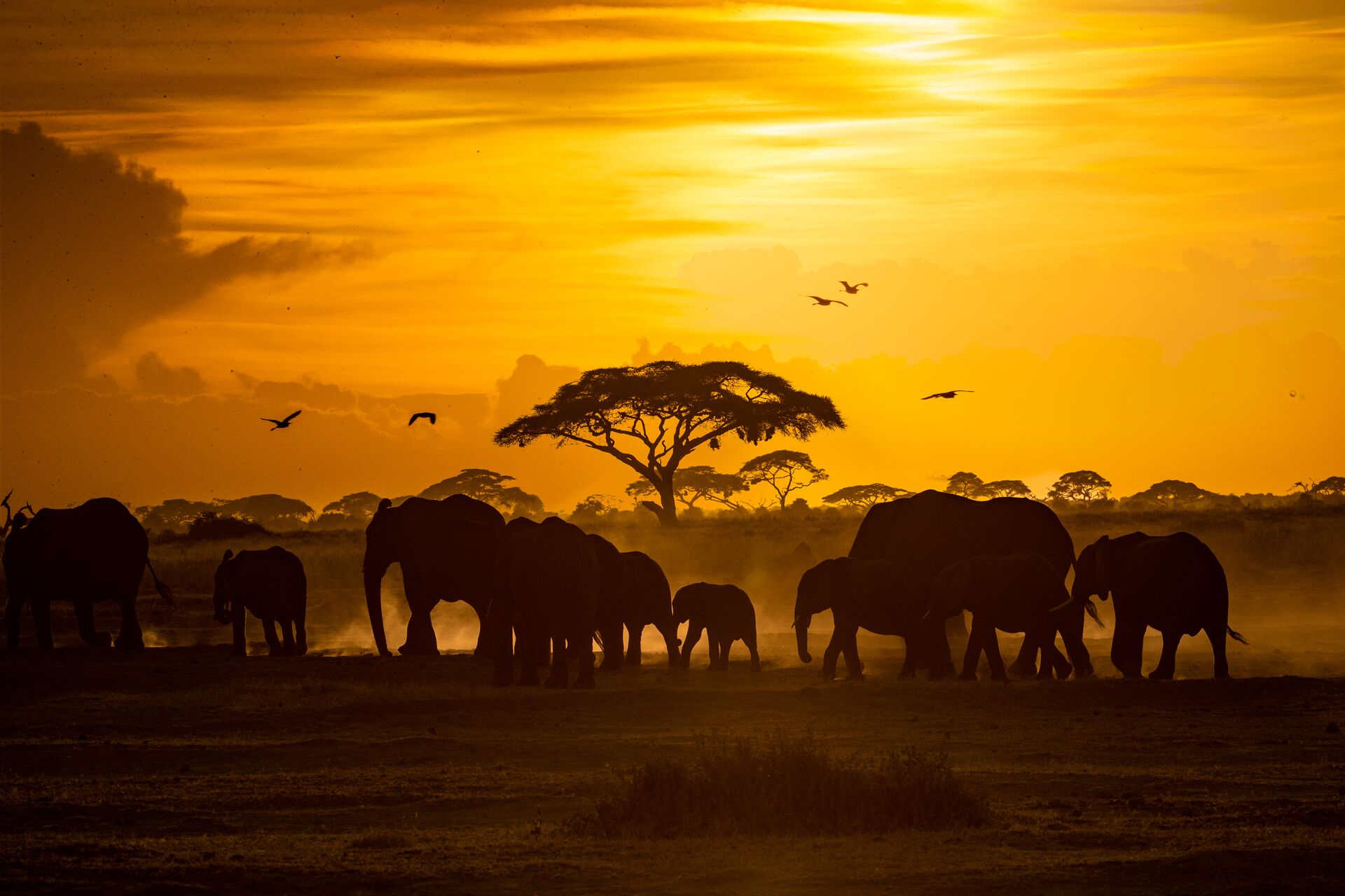 Large Herd Of African Elephants At Golden Sunset