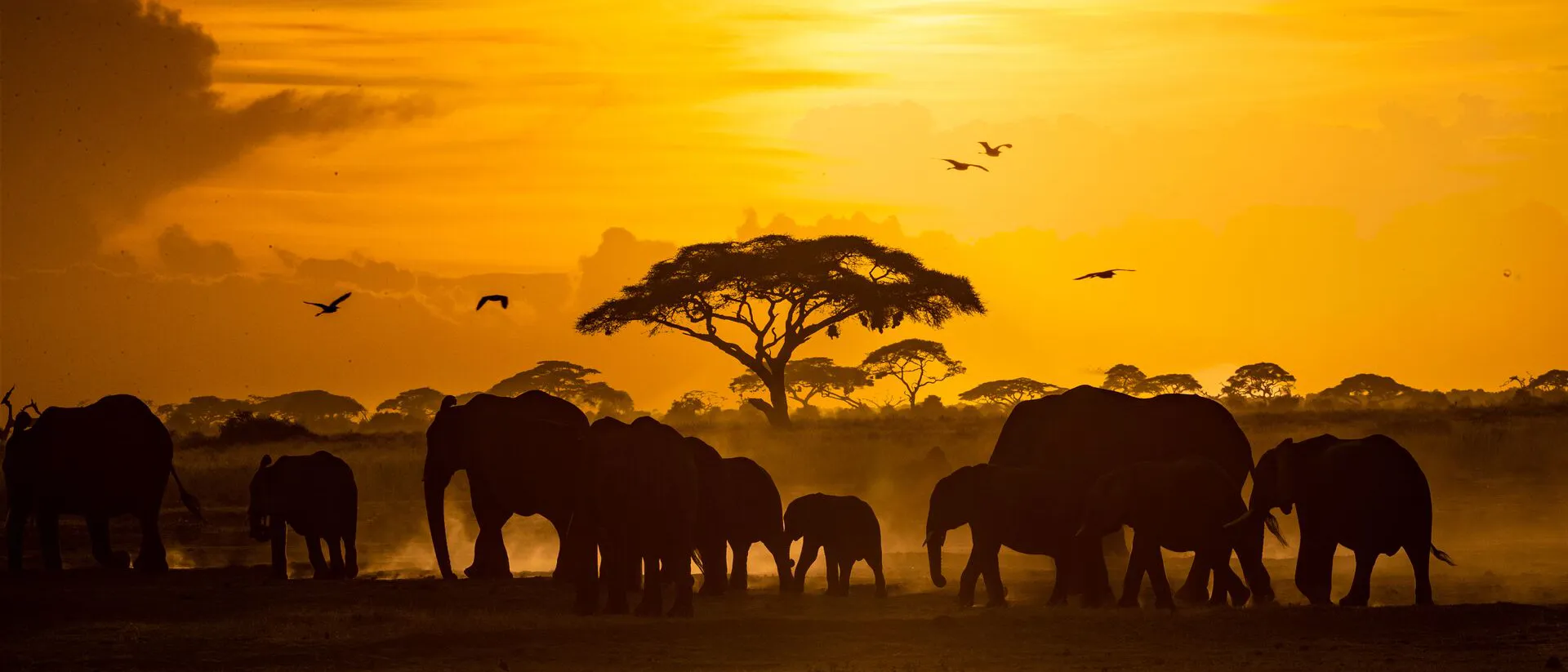 Large Herd Of African Elephants At Golden Sunset
