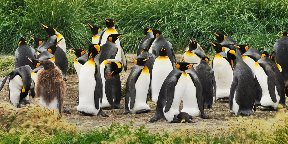 Penguins in Tierra del Fuego, Chile