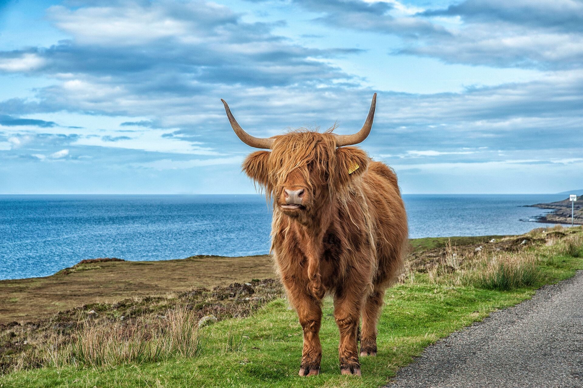 Highland Cow On Scottish West Coast