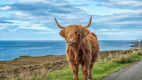 Highland Cow On Scottish West Coast