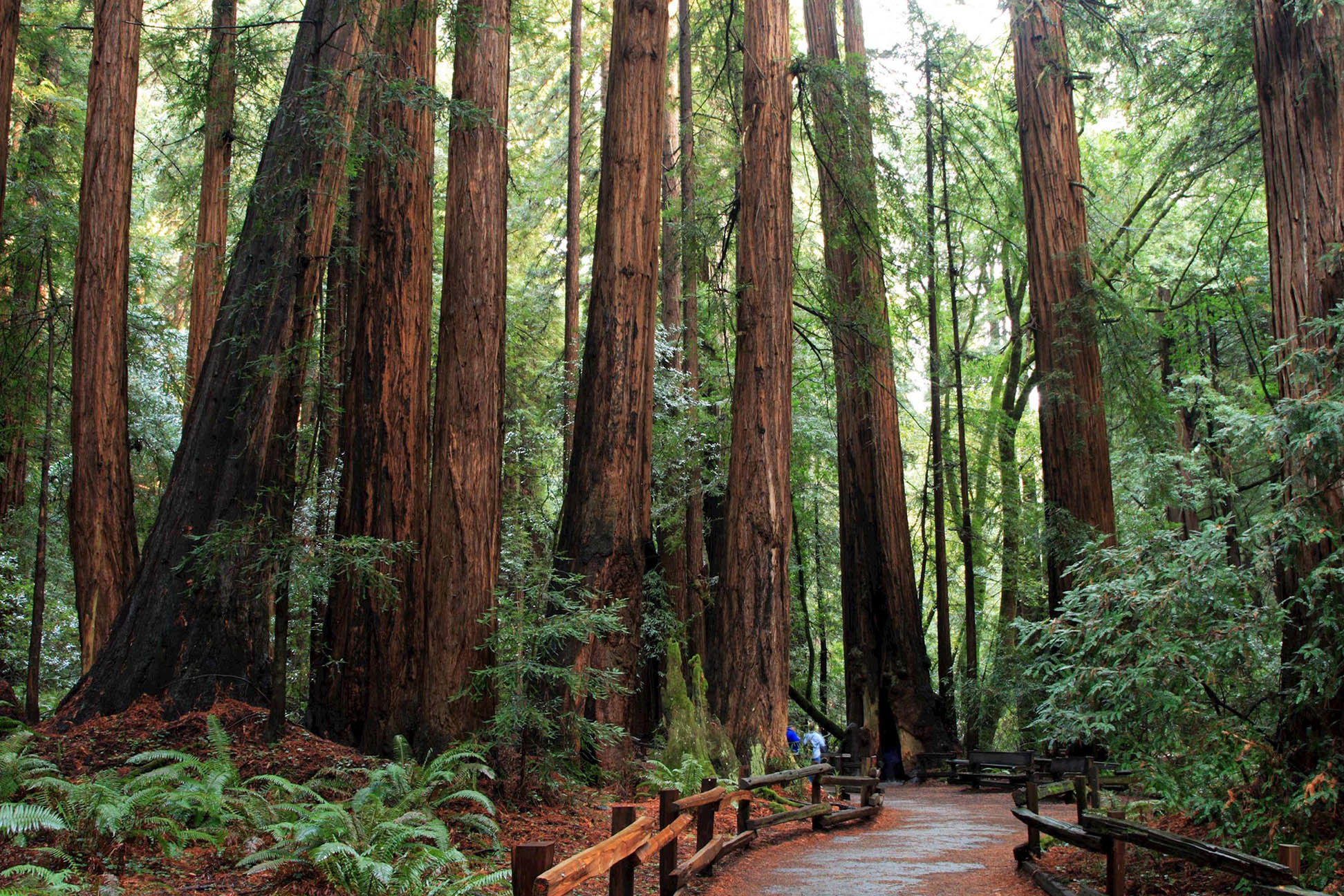 muir-woods-san-francisco-usa.jpg
