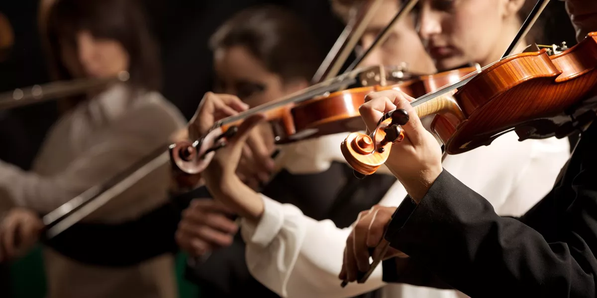 Symphony orchestra violinists performing