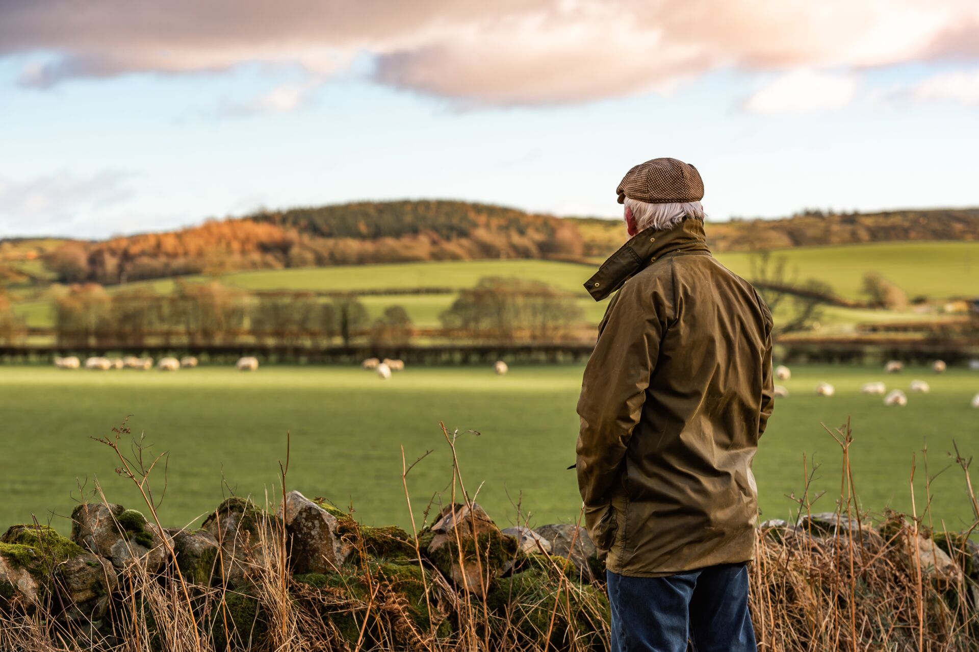 Older man looking at a field with sheep in it